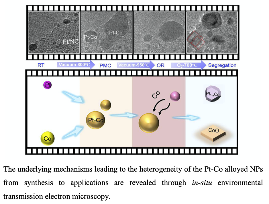 Revealing the dynamics of the alloying and segregation of Pt-Co nanoparticles via in-situ environmental transmission electron microscopy